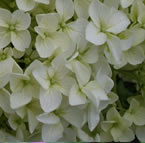 Hydrangea Plants